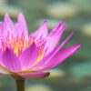 Water Lily - Image 2