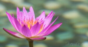 Water Lily